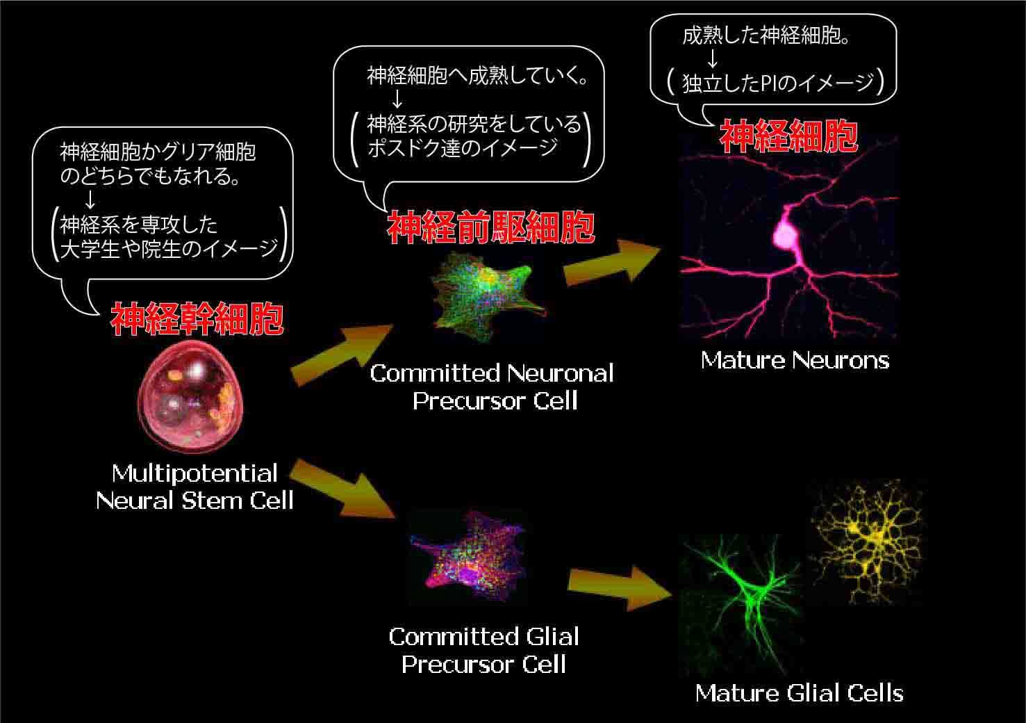 神経細胞の分化