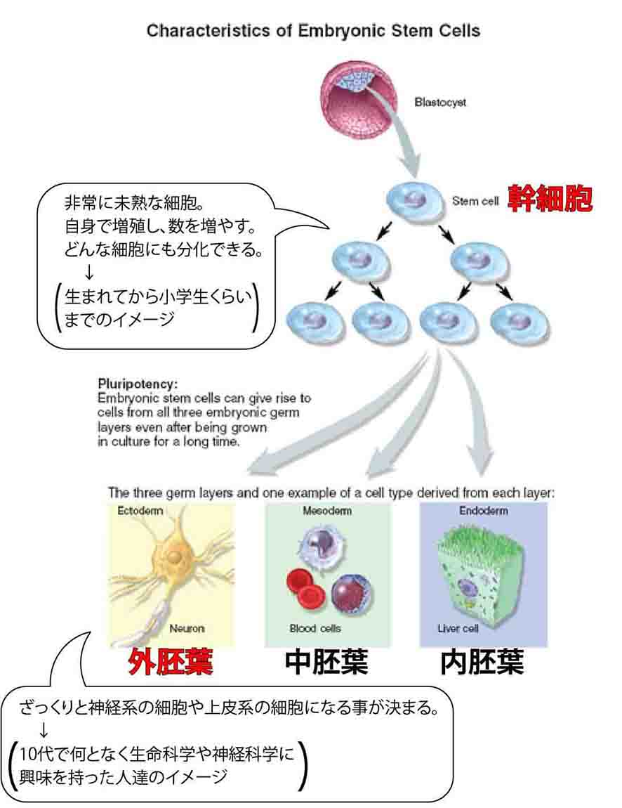 幹細胞の分化