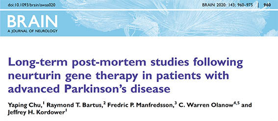 パーキンソン病にニューチュリン遺伝子治療……結果は？