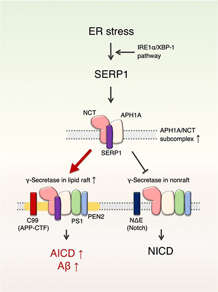 SERP1はγセクレターゼ機能を調節してAβ産生に関与する