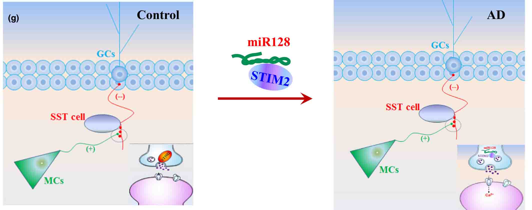 苔状細胞のシナプス障害とmiR128-STIM2