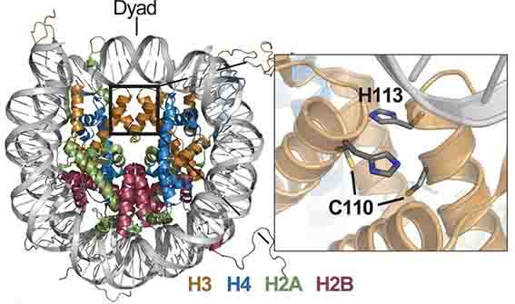 The histone H3-H4 tetramer is a copper reductase enzyme