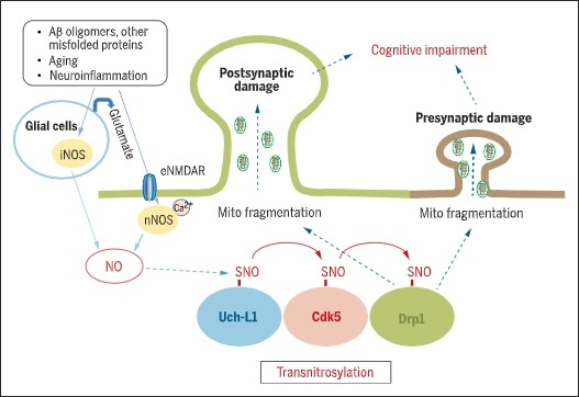Uch-L1 → Cdk5 → Drp1 のトランスニトロシル化が、ADのシナプス障害に関与する
