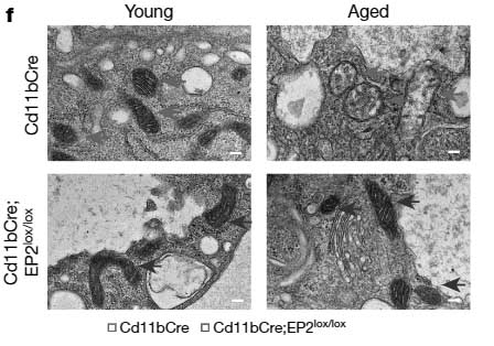 nat-2021-myeloid-cells-aging