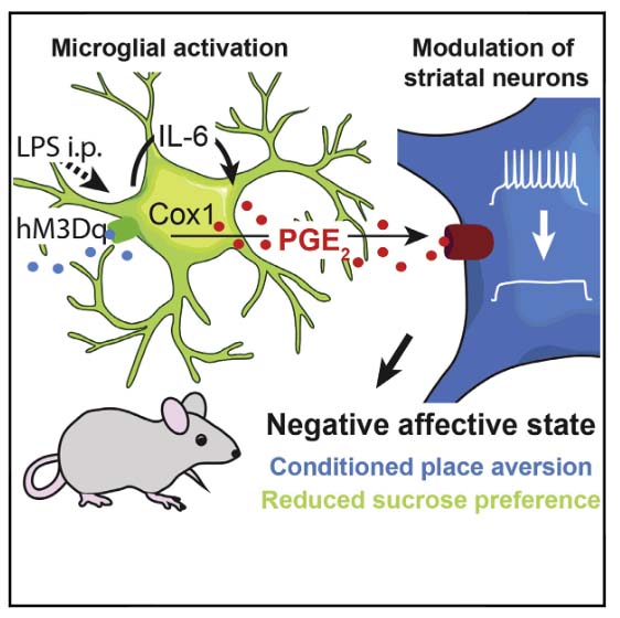 microglial-activation