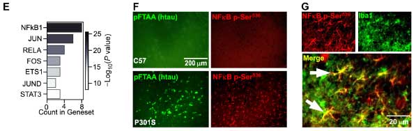 sci-acv-2021-microglia-tau-propagation-7