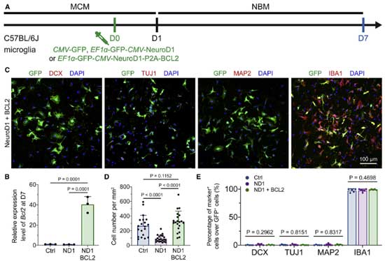 neuron-2021-NeuroD1-microglia-no-2