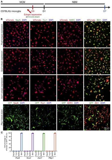 neuron-2021-NeuroD1-microglia-no-5