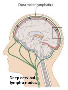 deep-cervical-nodes