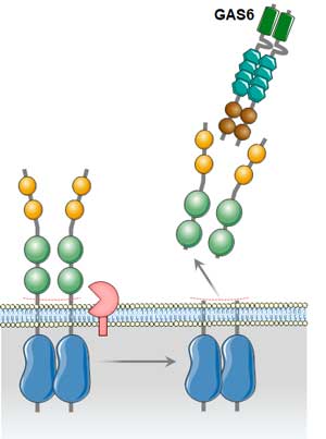 TAM receptors cleavage