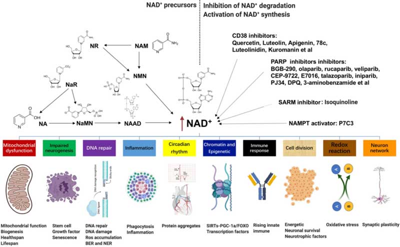 NAD-function
