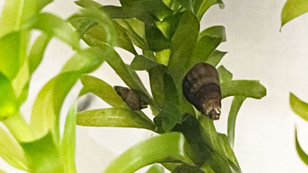 pond-snails