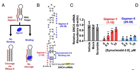 PNAS-2024-SNCA-mRNA-4