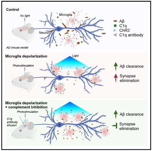 Neuron-2024-microglia-complement-ab-eyecatch