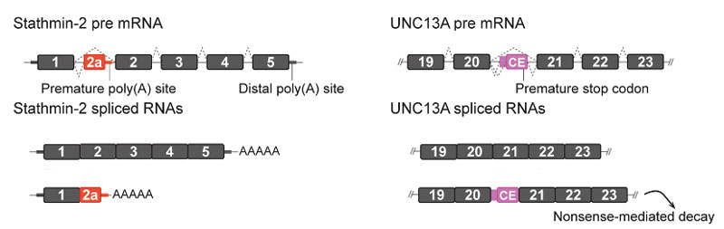 ANP-2024-cryptic-splicing-STMN2-UNC13A