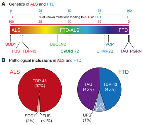 TDP43-ALS-FTD