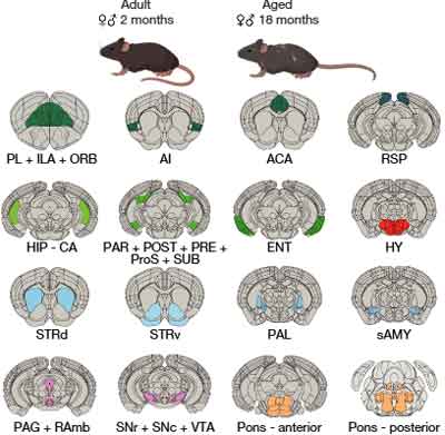 Nature-2025-BrainAgeing-1