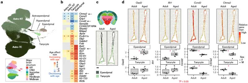 Nature-2025-BrainAgeing-11