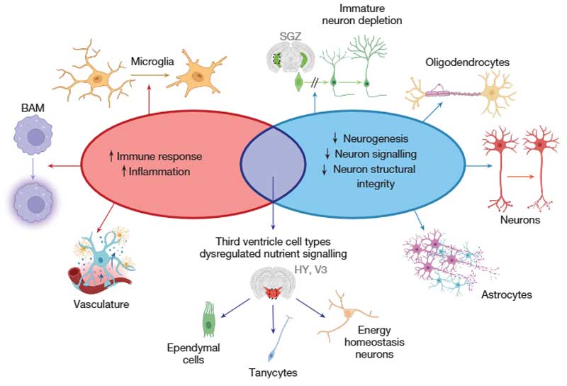 Nature-2025-BrainAgeing-13