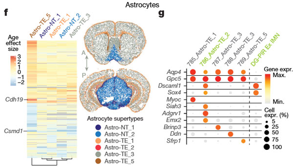 Nature-2025-BrainAgeing-5