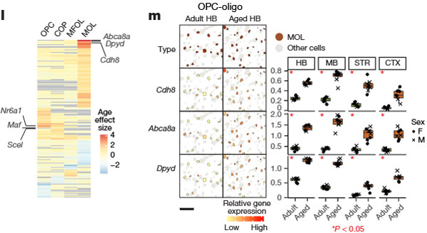 Nature-2025-BrainAgeing-8