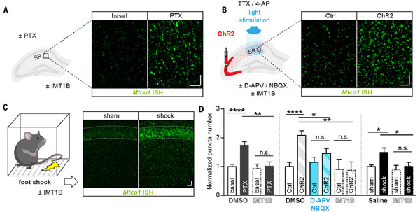 Science-2024-neuronal-activity-mtDNA-1