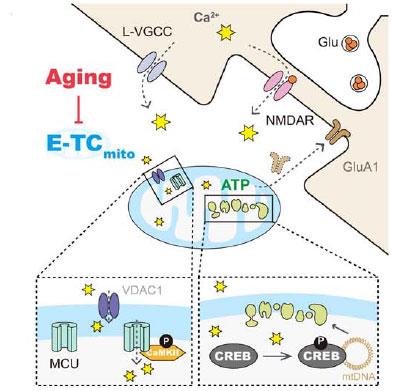 Science-2024-neuronal-activity-mtDNA-11