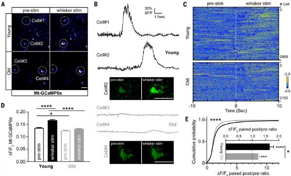 Science-2024-neuronal-activity-mtDNA-2