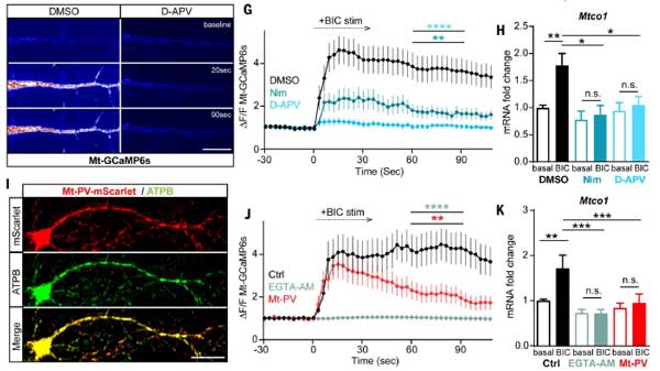 Science-2024-neuronal-activity-mtDNA-3