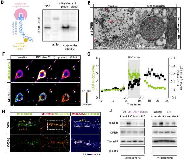 Science-2024-neuronal-activity-mtDNA-4