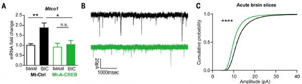 Science-2024-neuronal-activity-mtDNA-5