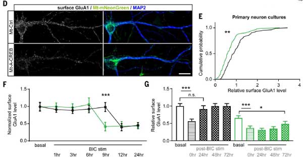 Science-2024-neuronal-activity-mtDNA-6