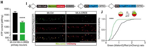 Science-2024-neuronal-activity-mtDNA-7