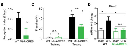 Science-2024-neuronal-activity-mtDNA-9