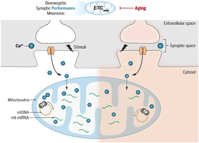 Science-2024-neuronal-activity-mtDNA-eyecatch